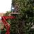 Avondale Estates Tree Services by Pro Landscaping